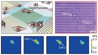 *[2020] Mechanoluminescent, air-dielectric MoS2 transistors as active-matrix pressure sensors for wide detection ranges from footsteps to cellular motions