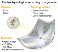 [2022] Recent advances in electrophysiological recording platforms for brain and heart organoids