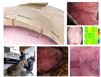 [2024] In-vivo integration of soft neural probes through high-resolution printing of liquid electronics on the cranium
