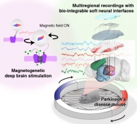 [2026] Soft Neural Interfaces for Circuit-level Analysis of Magnetogenetic Deep Brain Stimulation in Parkinson’s Disease Models