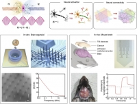 [2026] Neural Dynamics of Temporal Interference Stimulation Monitoring by Soft Liquid Metal Interfaces across Neural Systems
