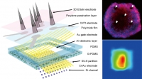 [2022] Multimodal Characterization of Cardiac Organoids Using Integrations of Pressure-Sensitive Transistor Arrays with Three-Dimensional Liquid Metal Electrodes