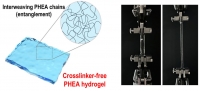 [2024] Synthesis of bioadhesive PHEA hydrogels without crosslinkers through in situ polymerization and sustained mechanical mixing