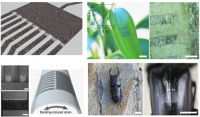*[2014] In-situ Synthesis of Carbon Nanotube-Graphite Electronic Devices and Their Integrations onto Surfaces of Live Plants and Insects