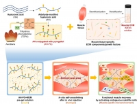 [2024] Endomysium-permeable muscle extracellular matrix composite hydrogel for promoting functional muscle recovery in muscle atrophy