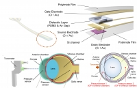 [2024] Real-time in vivo monitoring of intraocular pressure distribution in anterior chamber and vitreous chamber for diagnosis of glaucoma