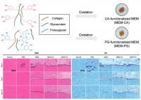 [2024] Durable muscle extracellular matrix engineered with adhesive phenolic moieties for effective skeletal muscle regeneration in muscle atrophy