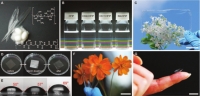 [2018] Biomimetic Chitin-Silk Hybrids: An Optically Transparent Structural Platform for Wearable Devices and Advanced Electronics