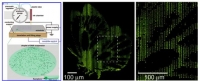 *[2008] Nanoscale Patterns of Oligonucleotides Formed by Electrohydrodynamic Jet Printing with Applications in Biosensing and Nanomaterials Assembly