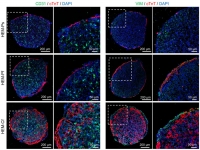 [2024] Versatile human cardiac tissues engineered with perfusable heart extracellular microenvironment for biomedical applications